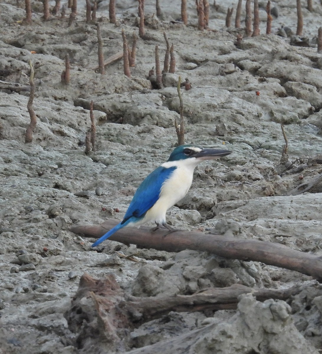Collared Kingfisher - ML643878577