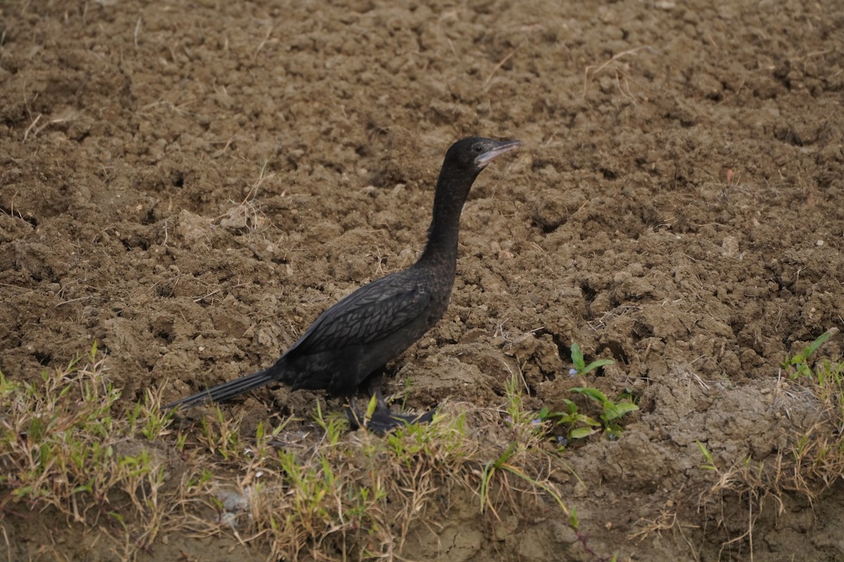 Little Cormorant - ML643878581