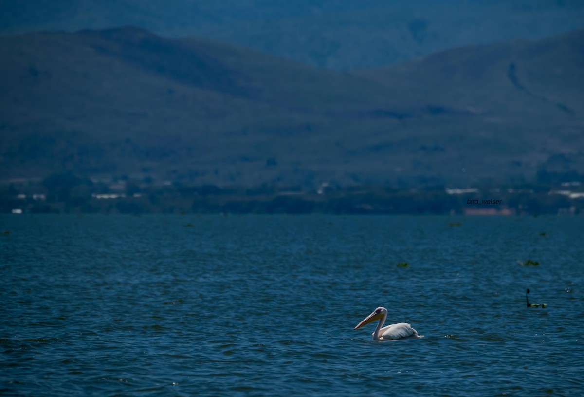 Great White Pelican - ML643878599