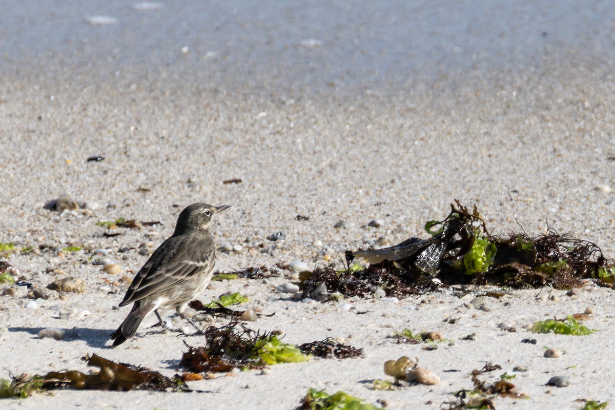 Rock Pipit - ML643878604