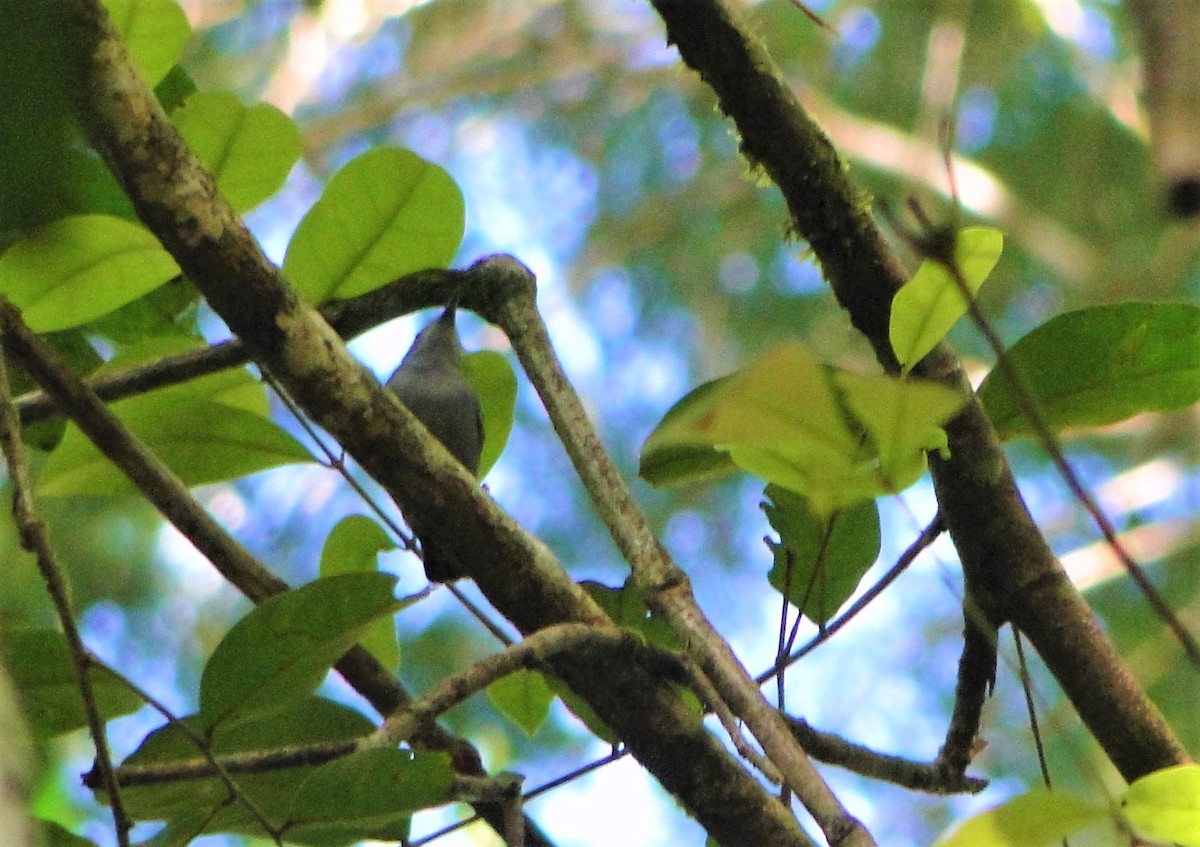 Gray Antwren - Carlos Otávio Gussoni