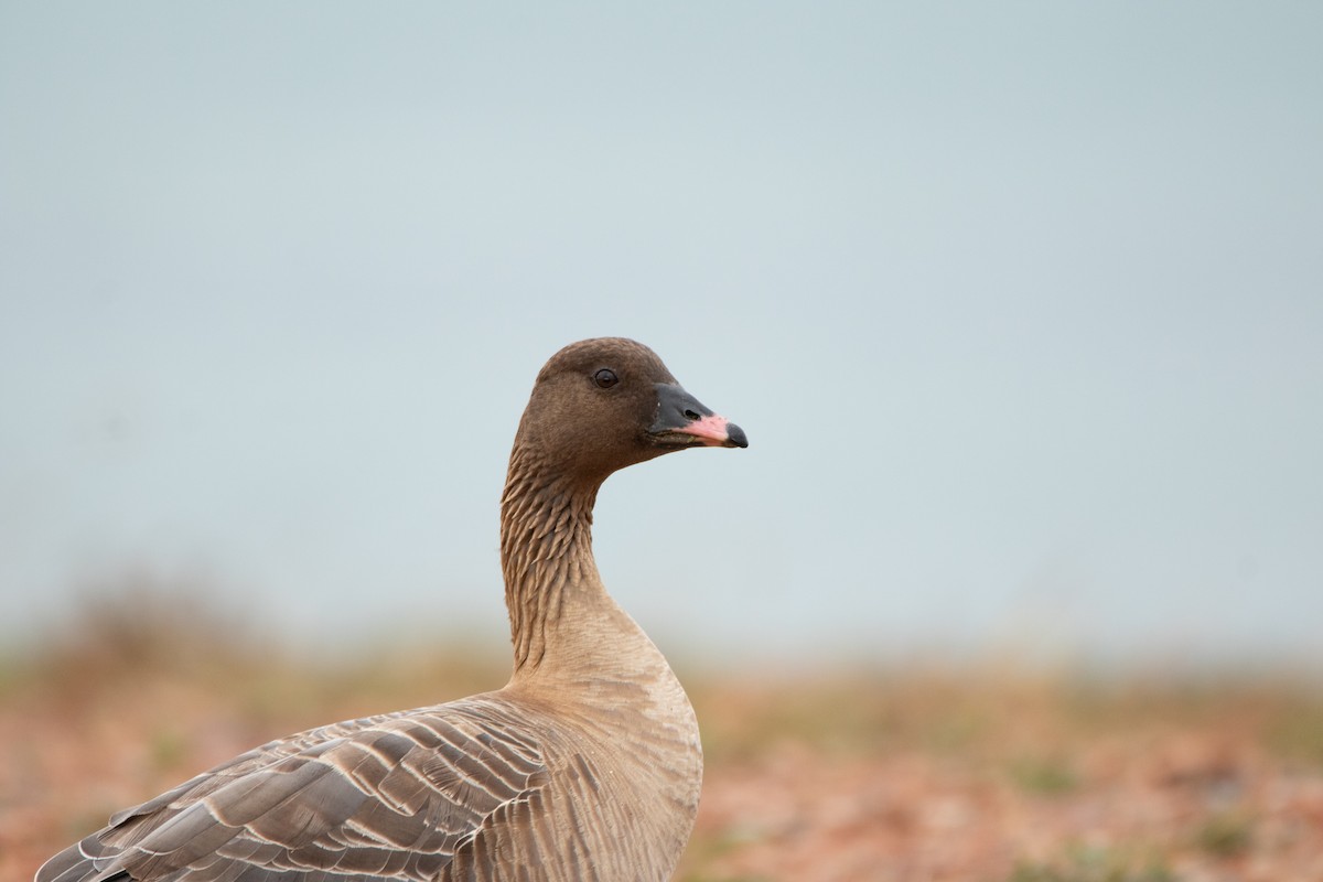 Pink-footed Goose - ML643878617