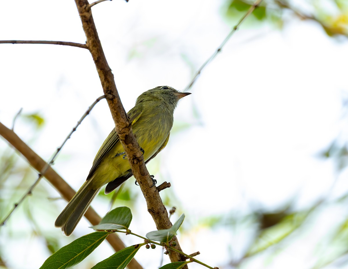 Greenish Elaenia - ML643878625