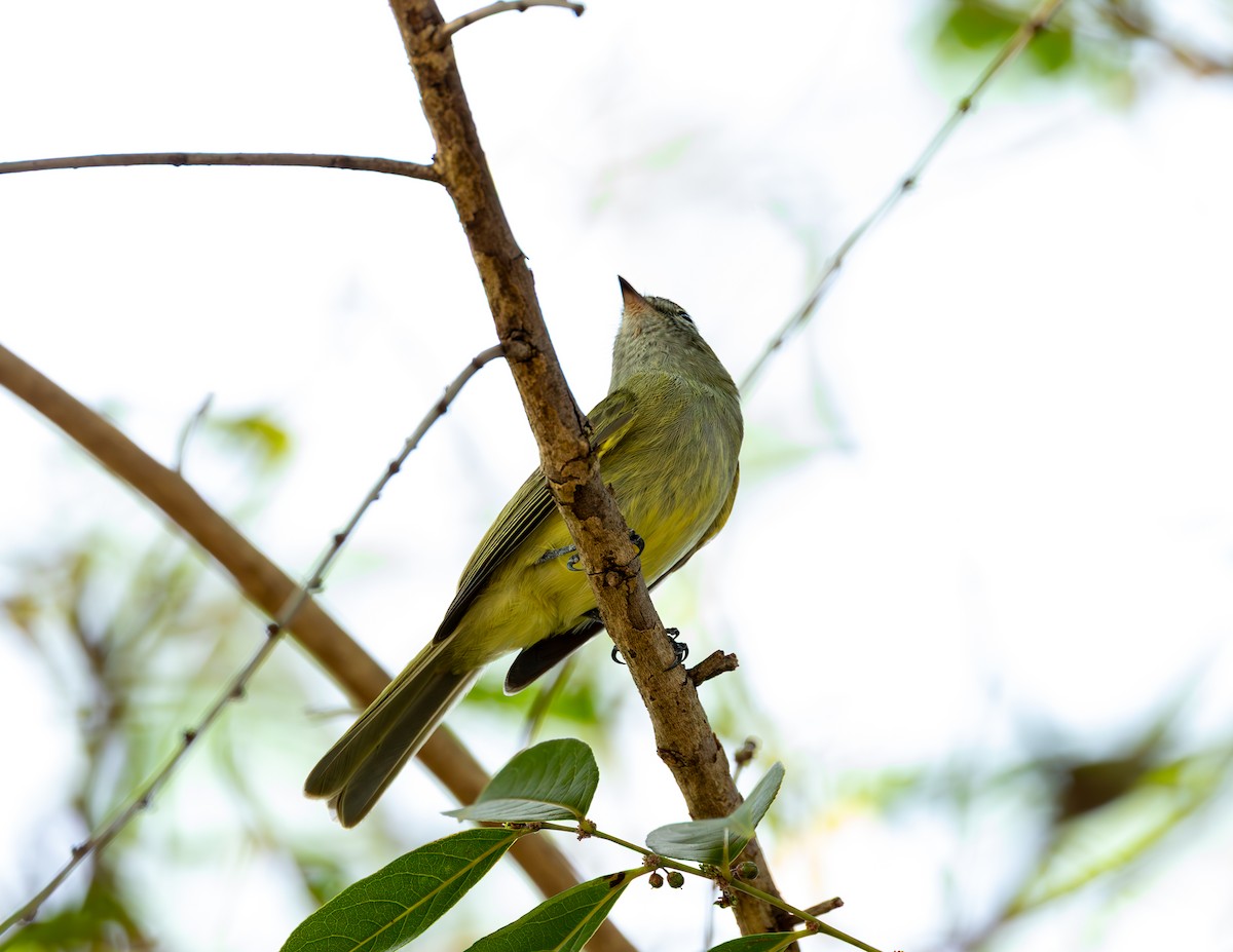 Greenish Elaenia - ML643878626