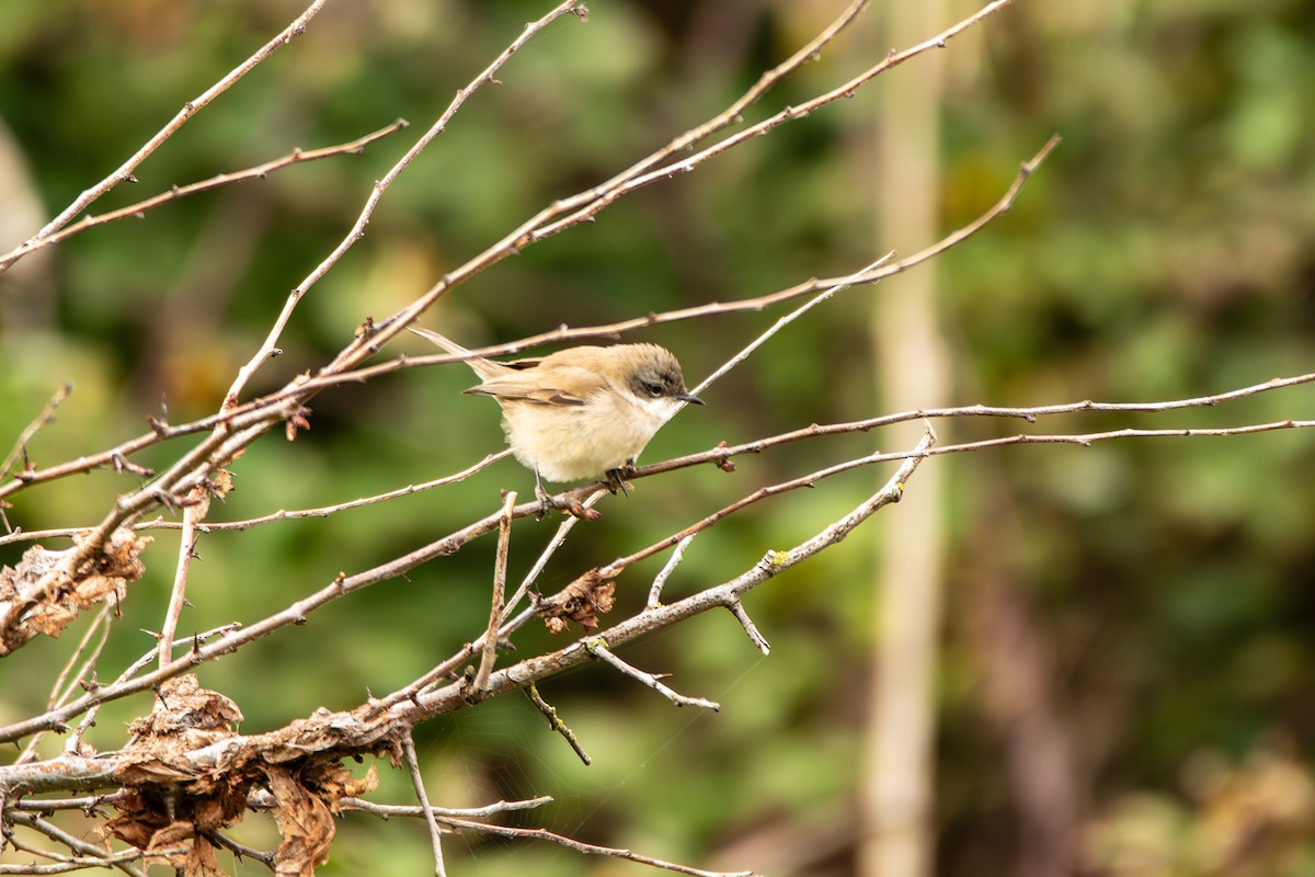 Lesser Whitethroat - ML643878645