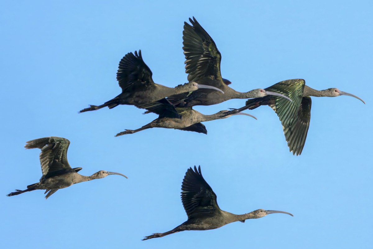 Brillensichler - ML643878652