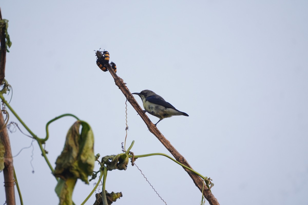 Purple Sunbird - ML643878655