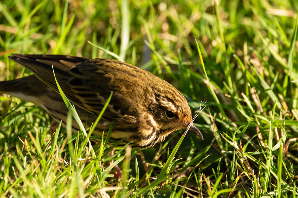 Olive-backed Pipit - ML643878656