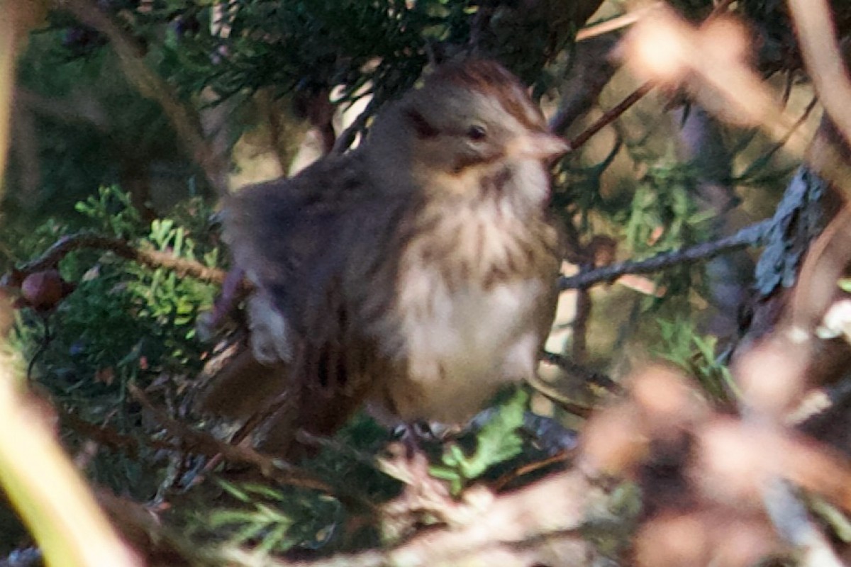ヒメウタスズメ - ML643878659