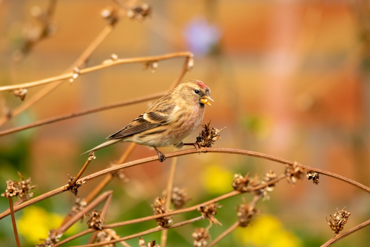 Sizerin flammé (groupe flammea ou cabaret) - ML643878666