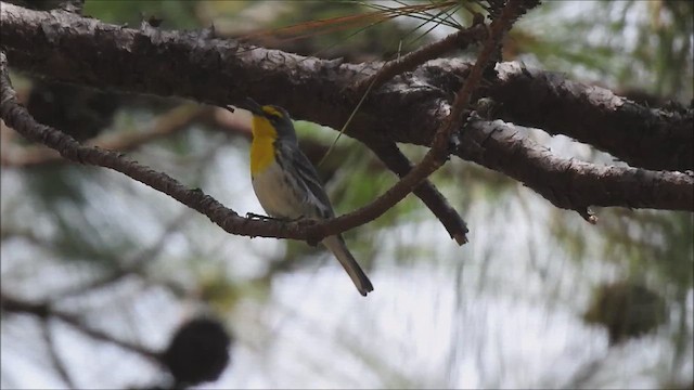 Grace's Warbler - ML643878688