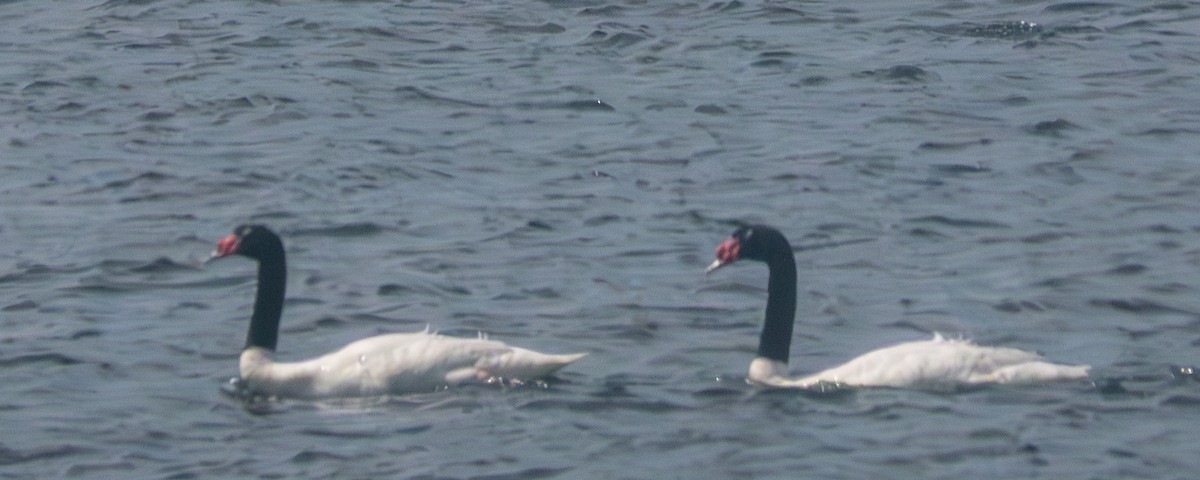 Black-necked Swan - ML643878727