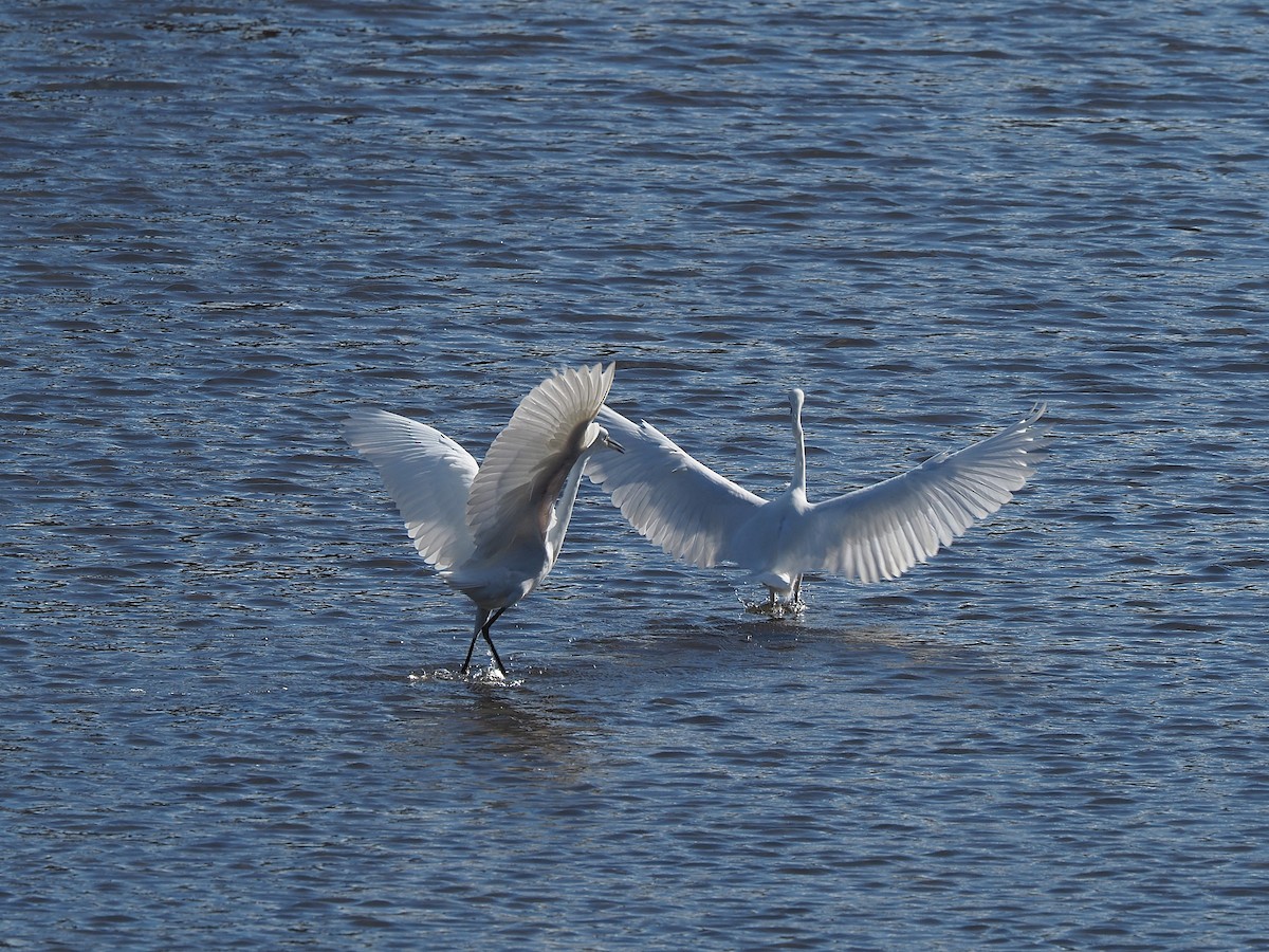 Little Egret - ML643878728