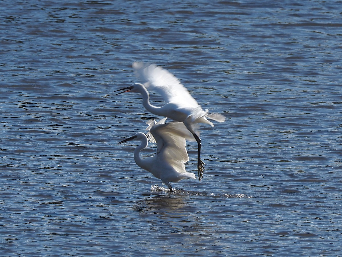 Little Egret - ML643878731