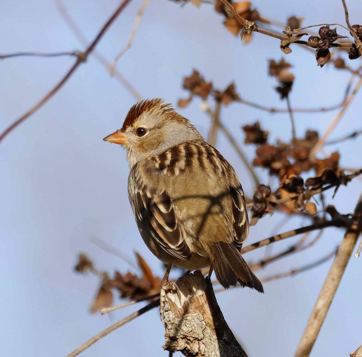 White-crowned Sparrow - ML643878735