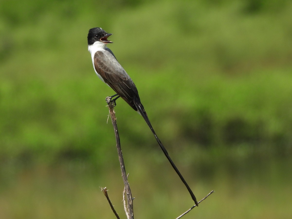Fork-tailed Flycatcher - ML643878736