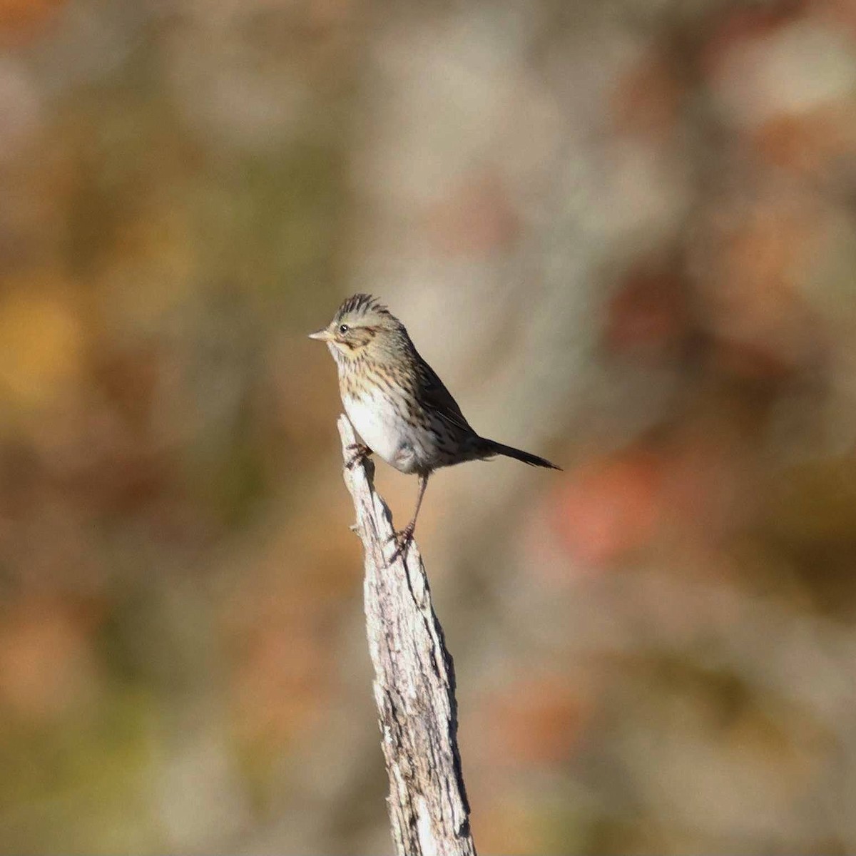 Lincoln's Sparrow - ML643878738