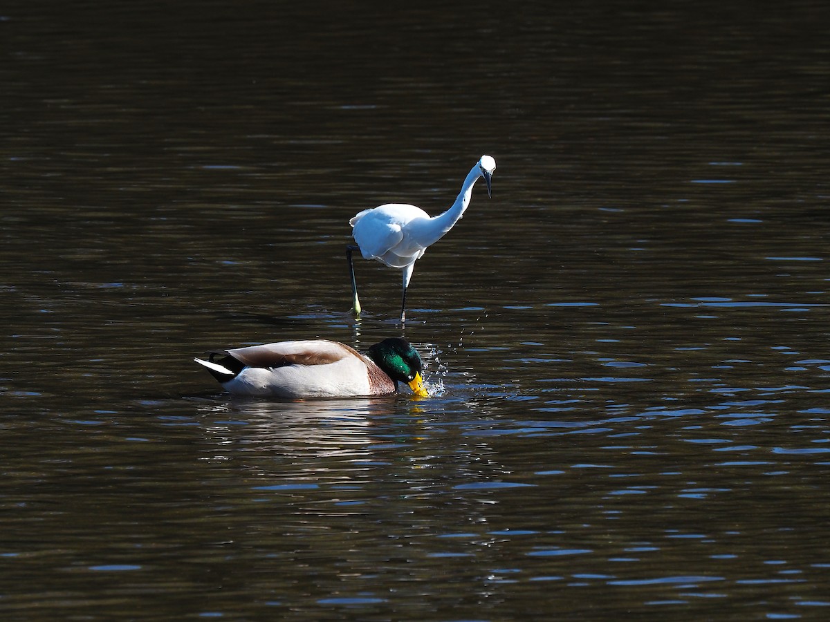 Little Egret - ML643878742