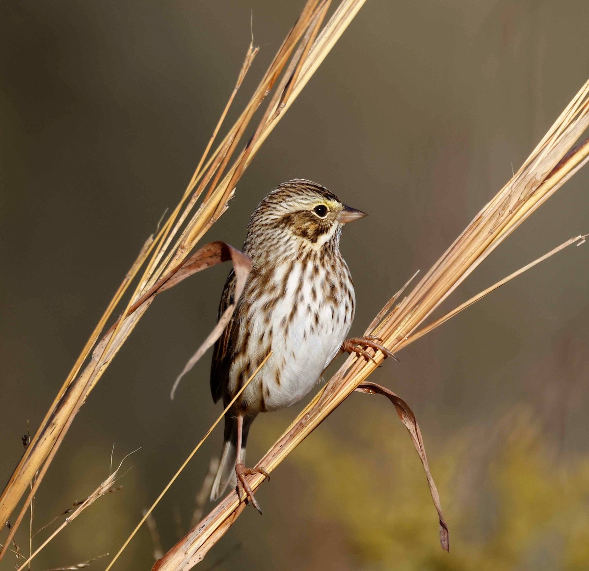 Savannah Sparrow - ML643878743