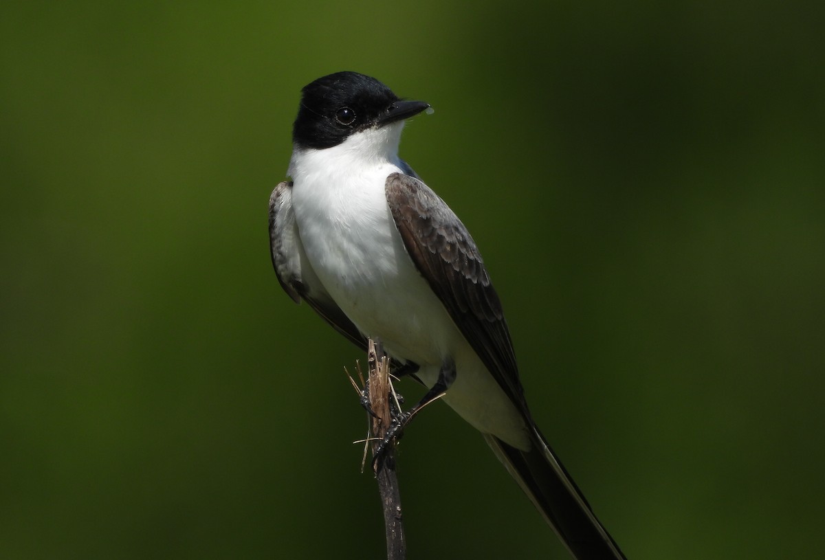 Fork-tailed Flycatcher - ML643878744