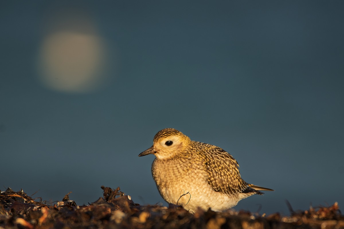 European Golden-Plover - ML643878746