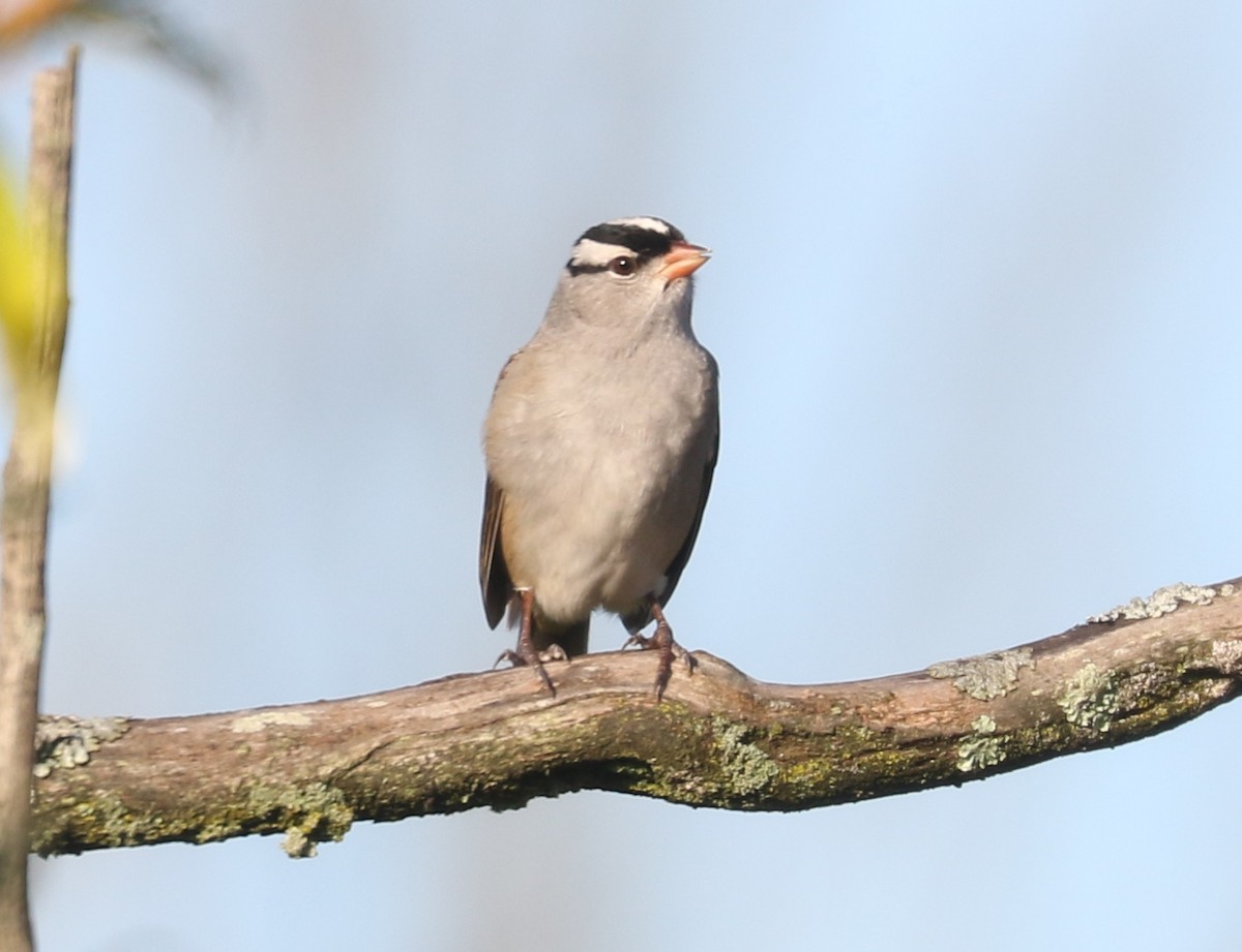 White-crowned Sparrow (Dark-lored) - ML643878747