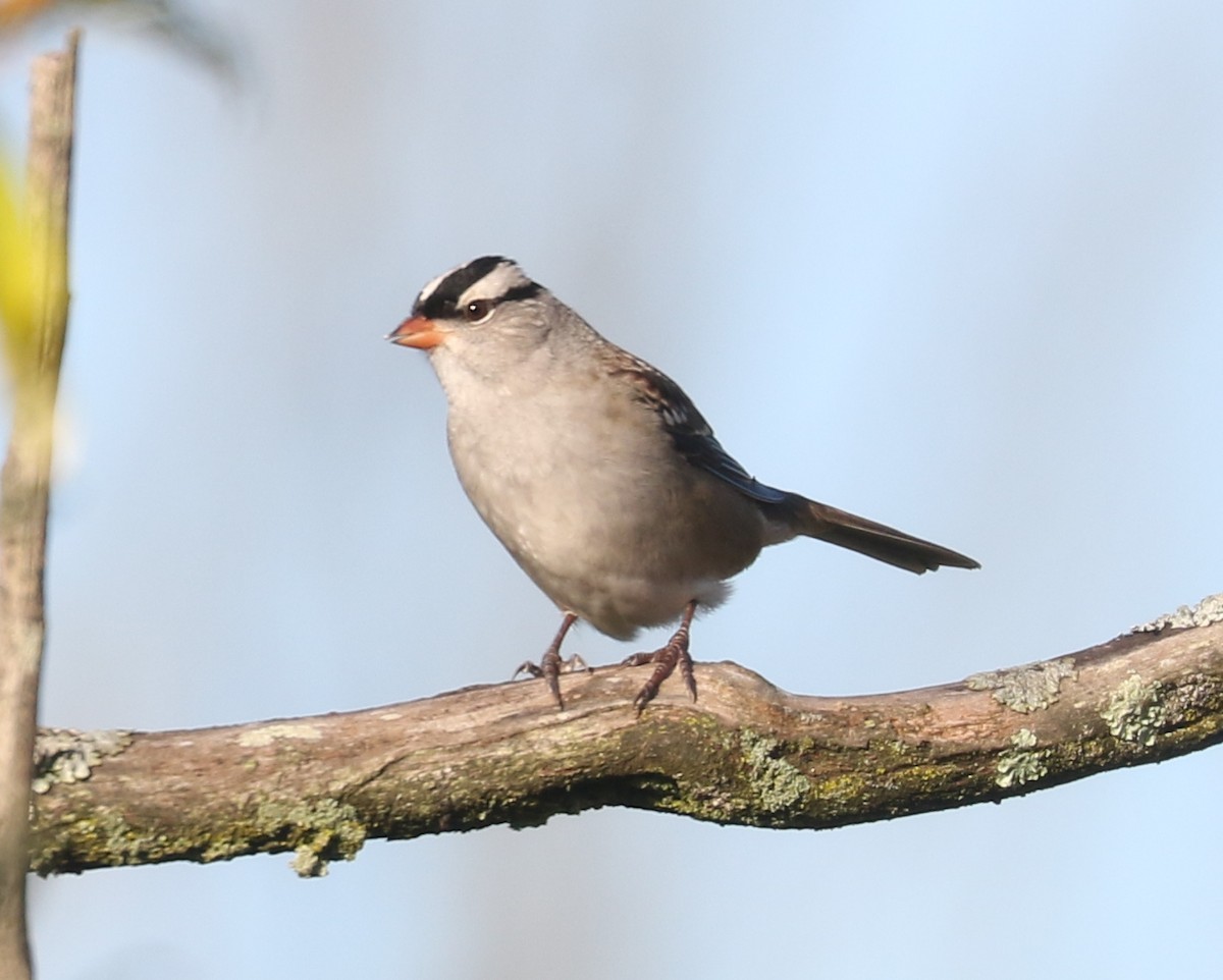 White-crowned Sparrow (Dark-lored) - ML643878748