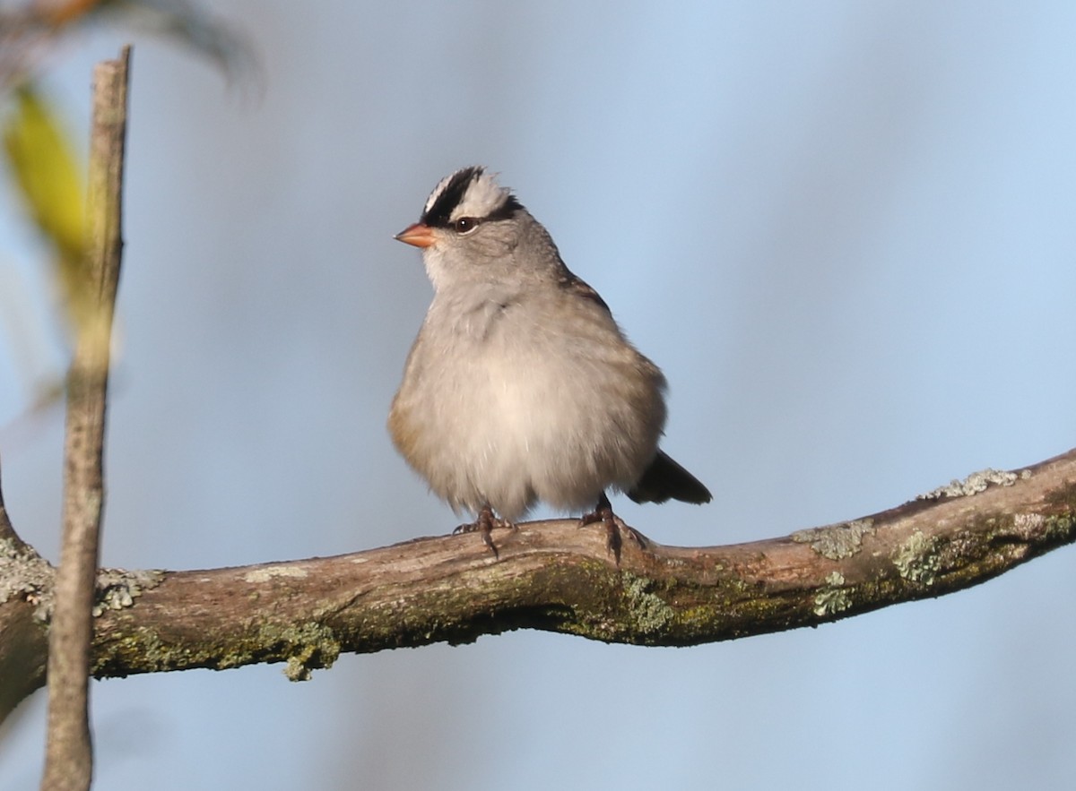 White-crowned Sparrow (Dark-lored) - ML643878749