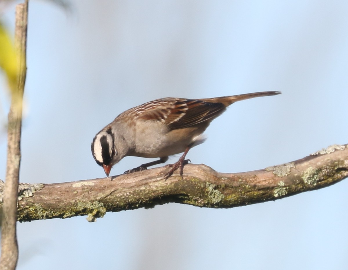 White-crowned Sparrow (Dark-lored) - ML643878750