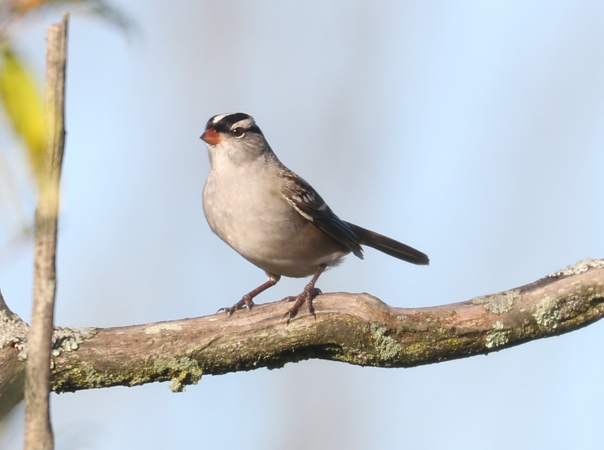 White-crowned Sparrow (Dark-lored) - ML643878751