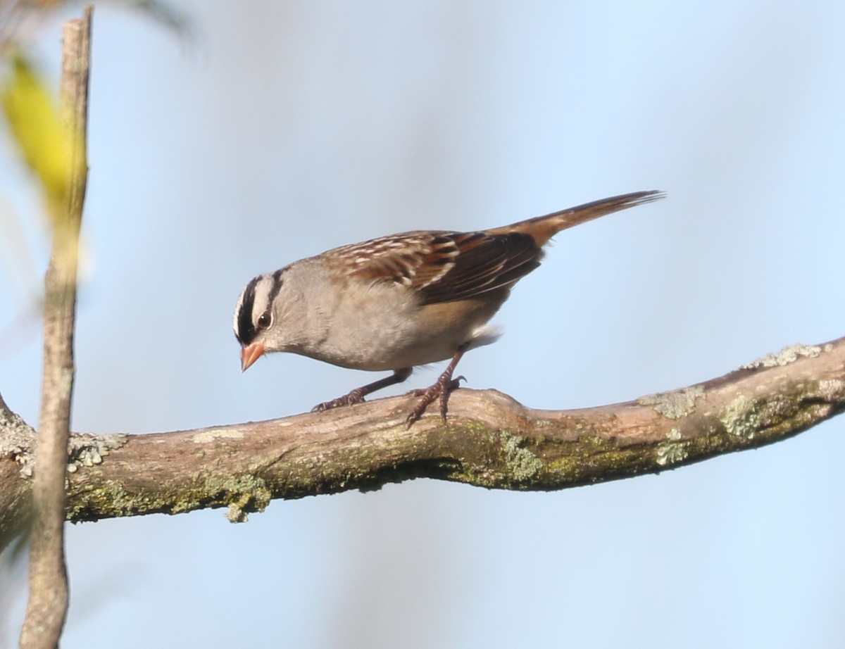 White-crowned Sparrow (Dark-lored) - ML643878752