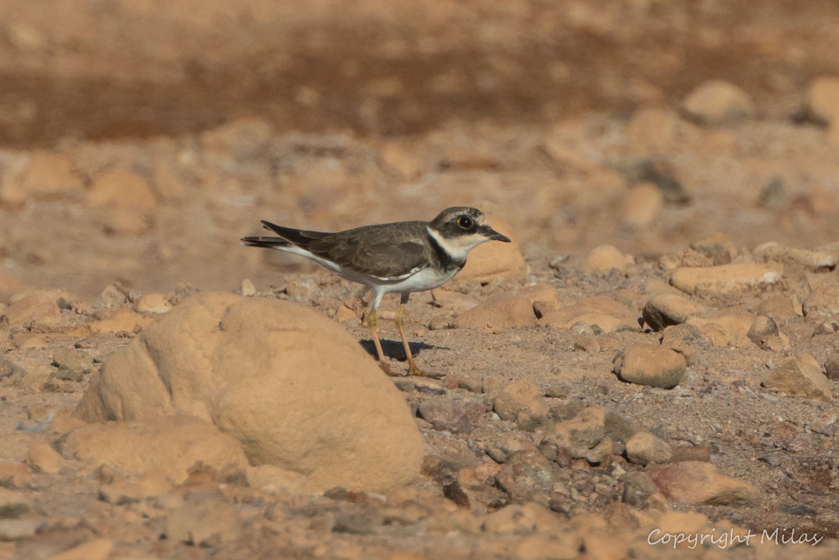 Little Ringed Plover - ML643878753