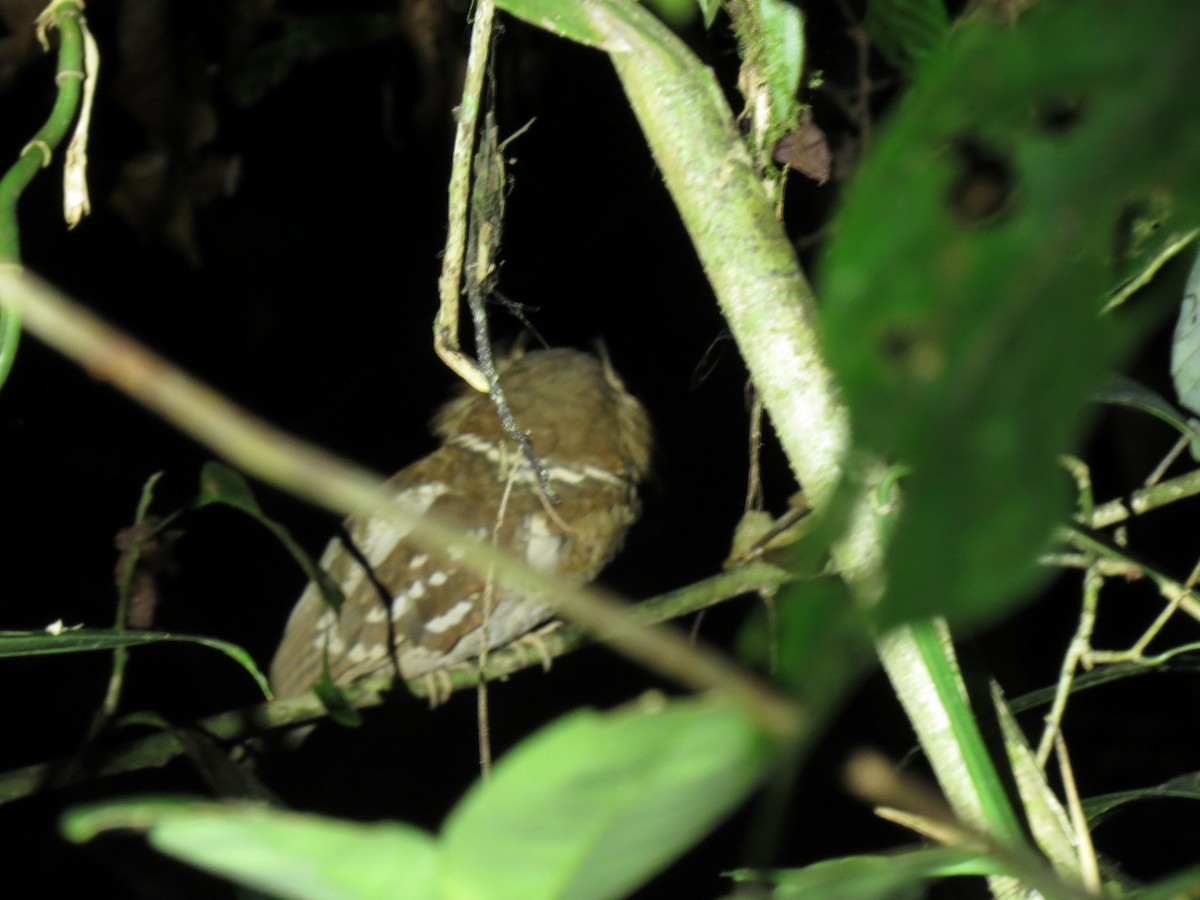 Philippine Frogmouth - ML643878754