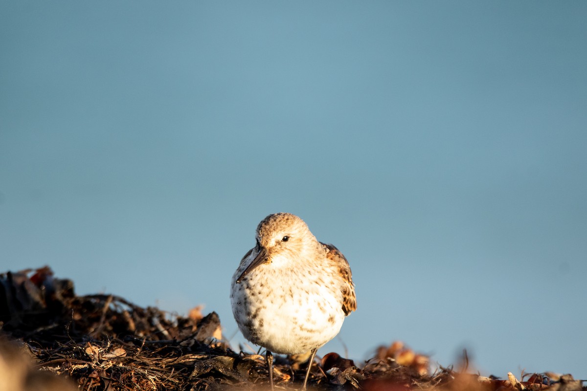 Dunlin - ML643878763