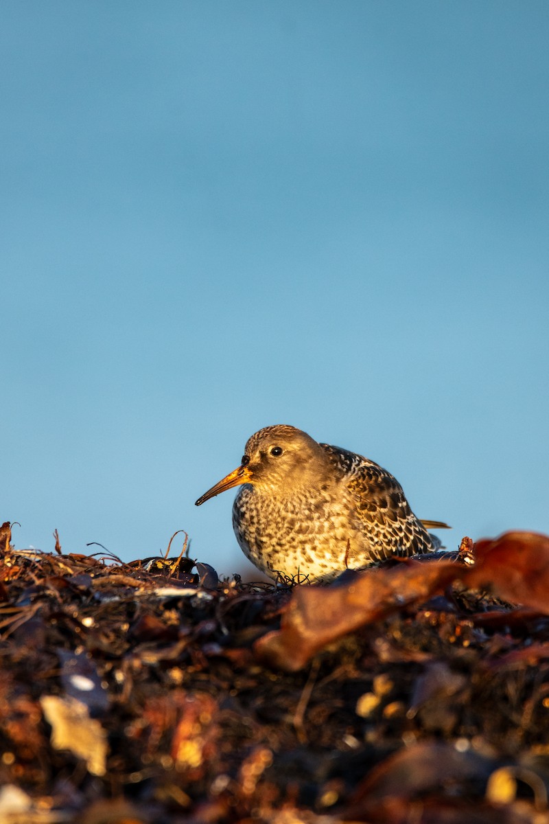 Purple Sandpiper - ML643878783