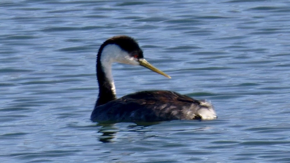 Western Grebe - ML643878792