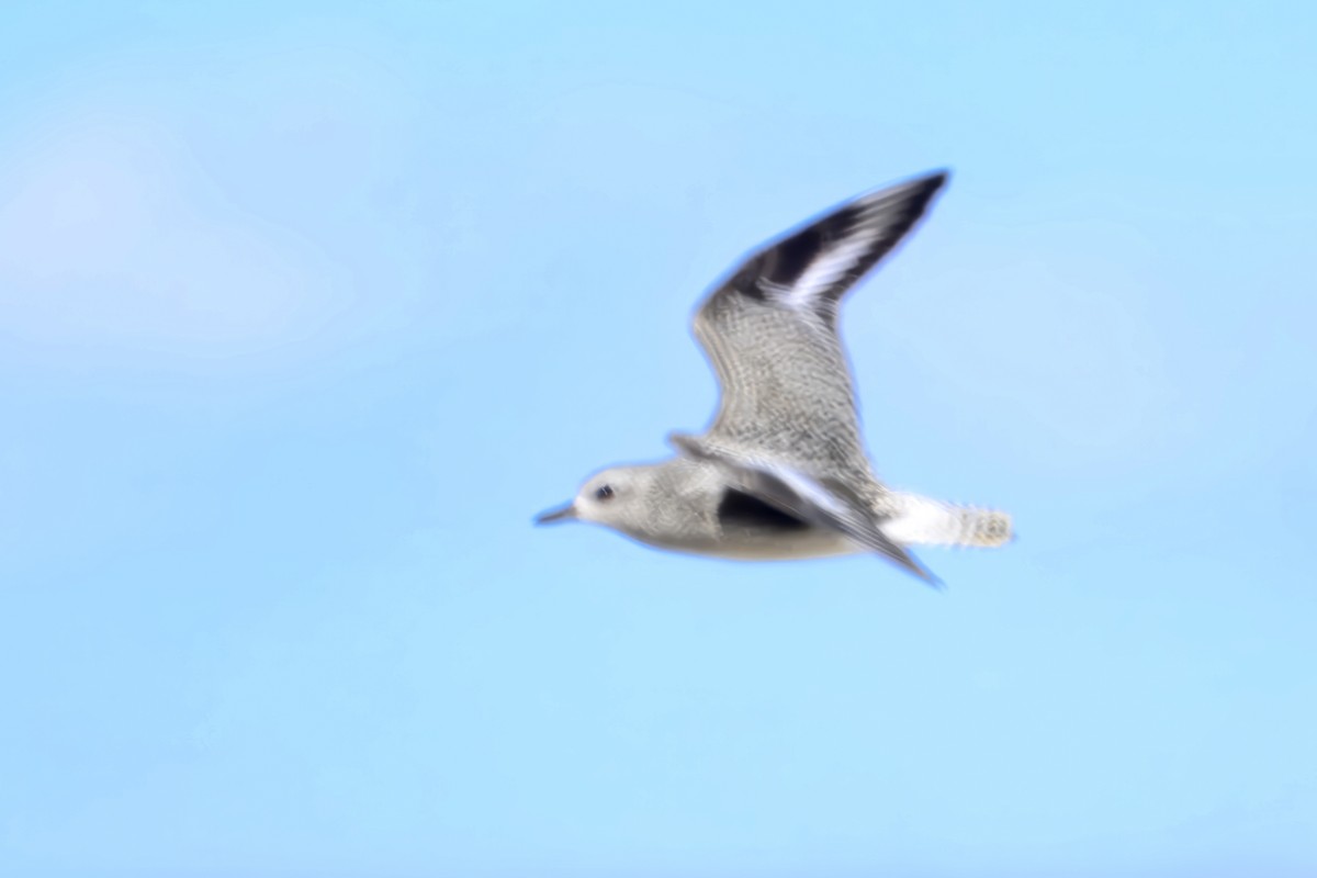 Kiebitzregenpfeifer - ML643878800