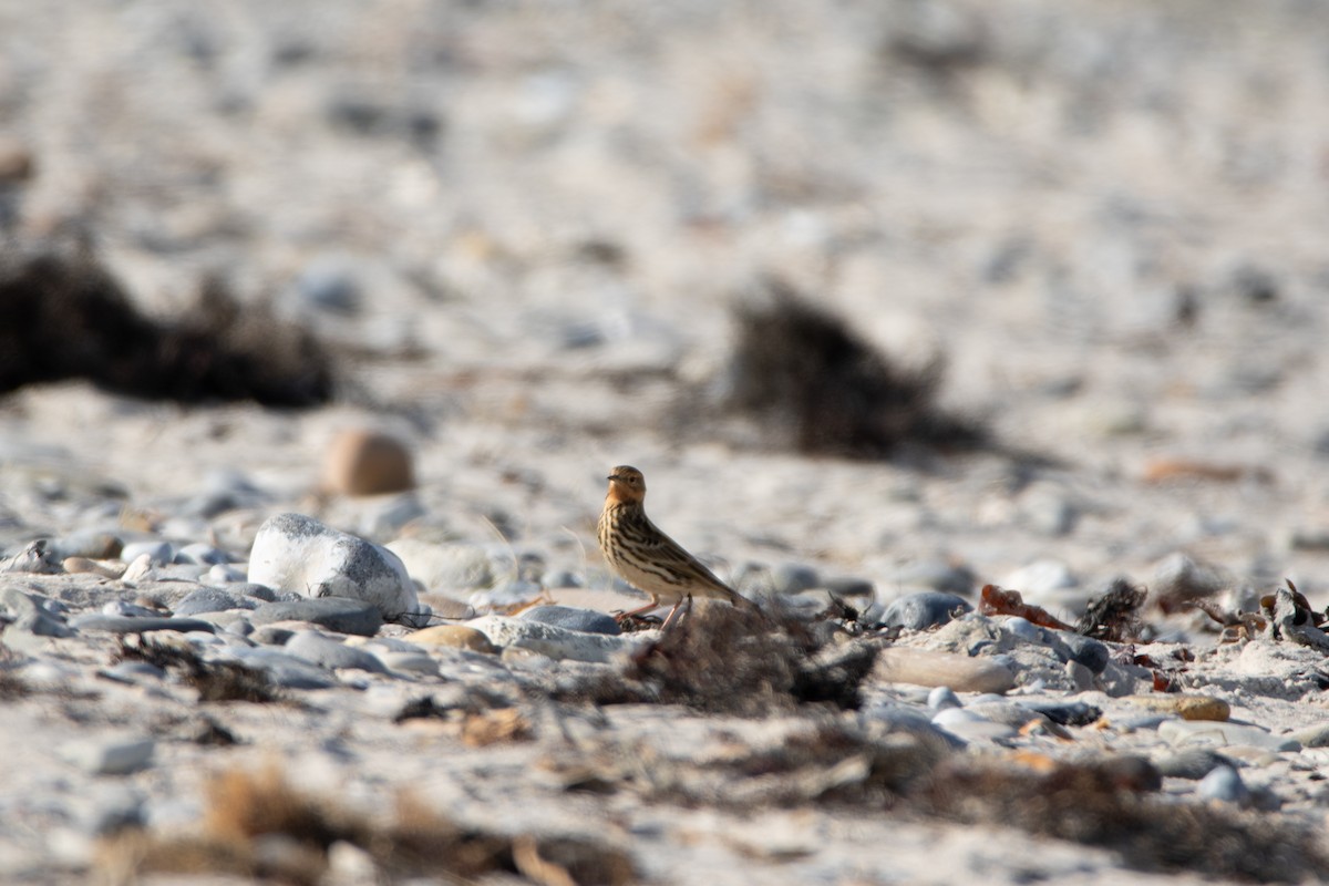 Red-throated Pipit - ML643878802
