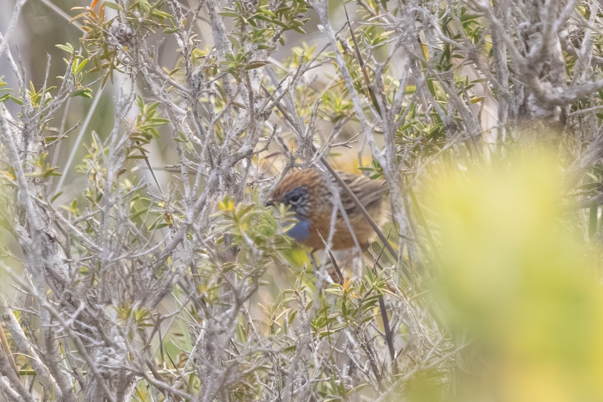 Southern Emuwren - ML643878807