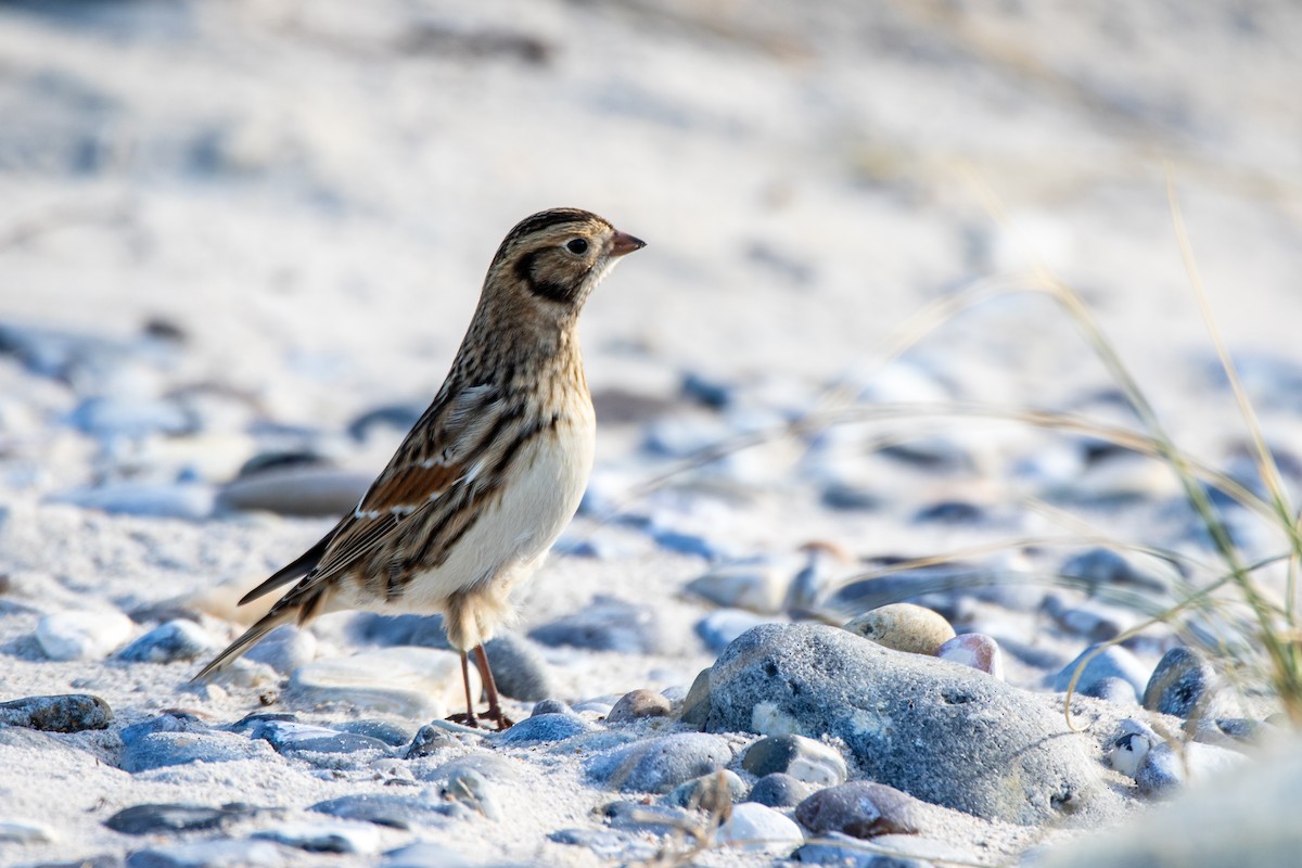 Lapland Longspur - ML643878808
