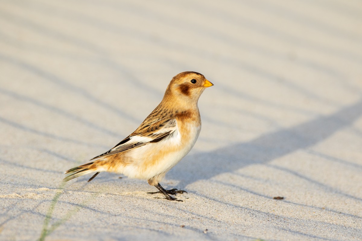 Snow Bunting - ML643878817