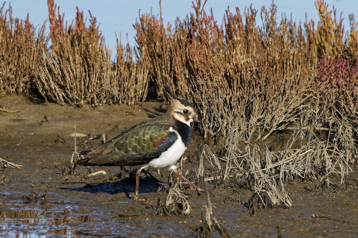 Чибис - ML643878818