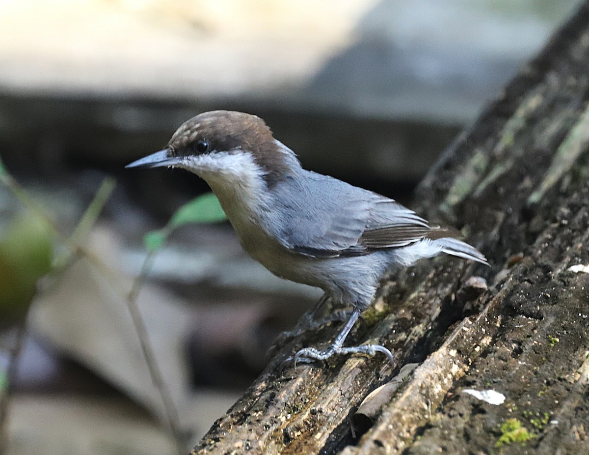 Brown-headed Nuthatch - ML643878826