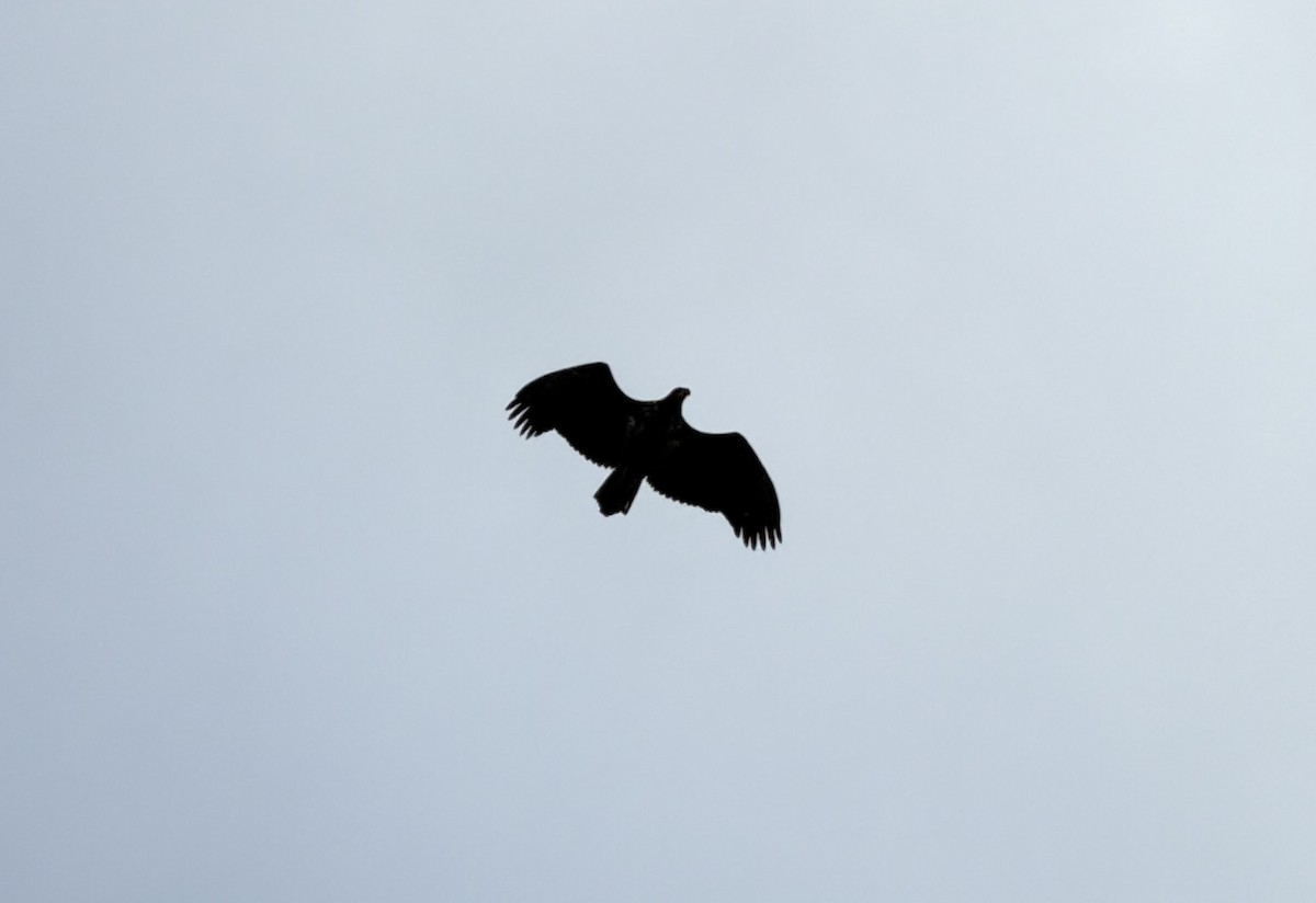 White-tailed Eagle - ML643878829