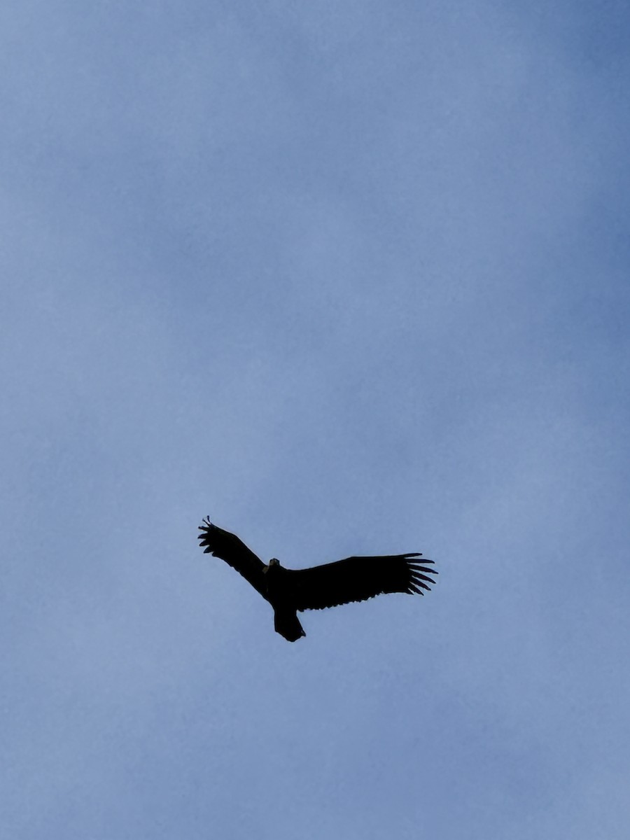 White-tailed Eagle - ML643878830