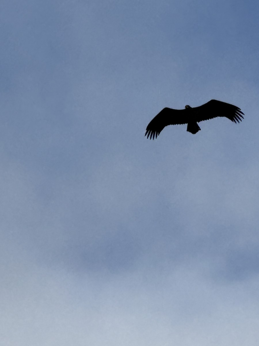 White-tailed Eagle - ML643878831