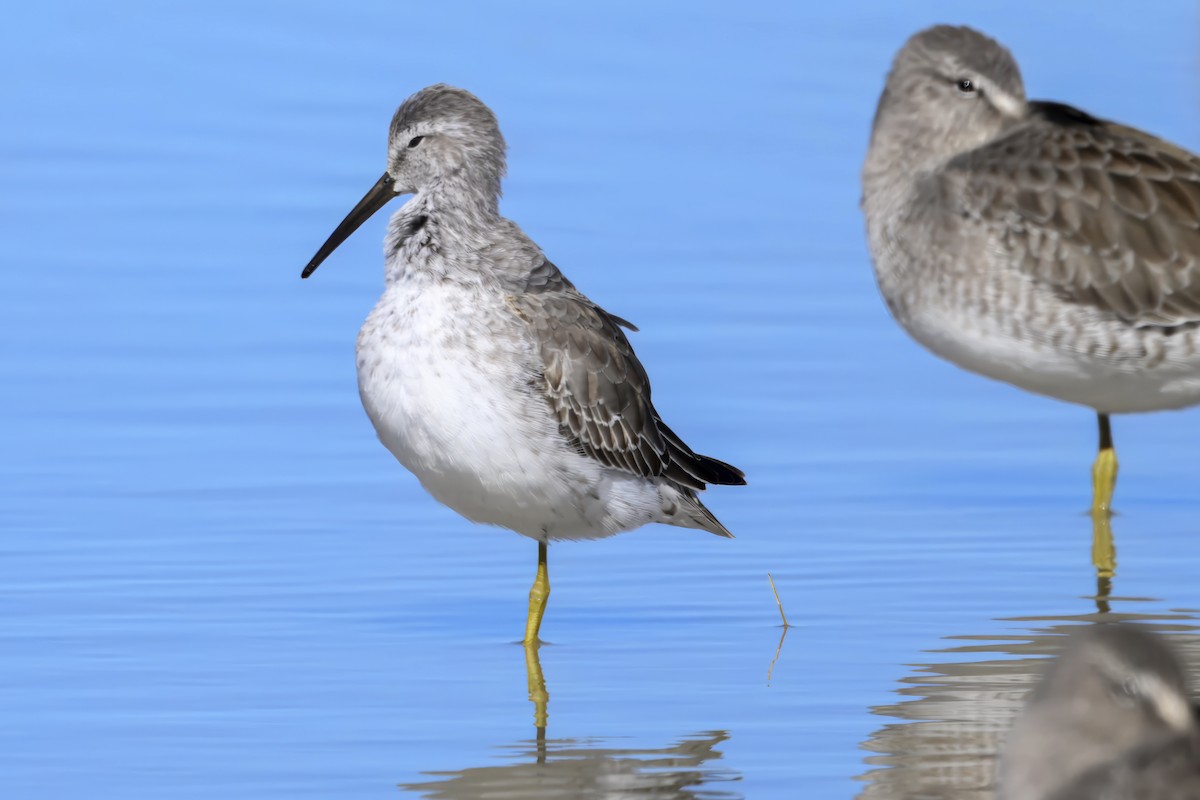 Bindenstrandläufer - ML643878834