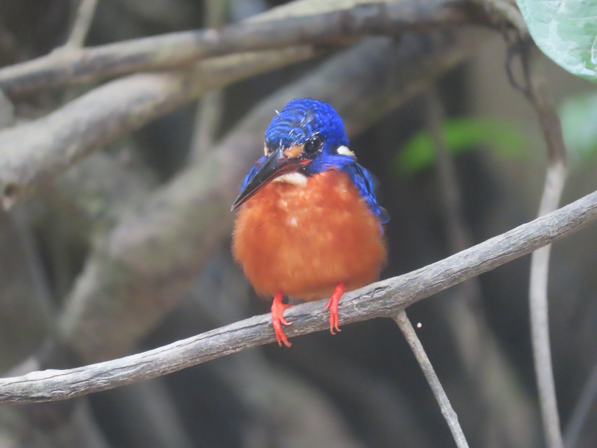 Blue-eared Kingfisher - ML643878838