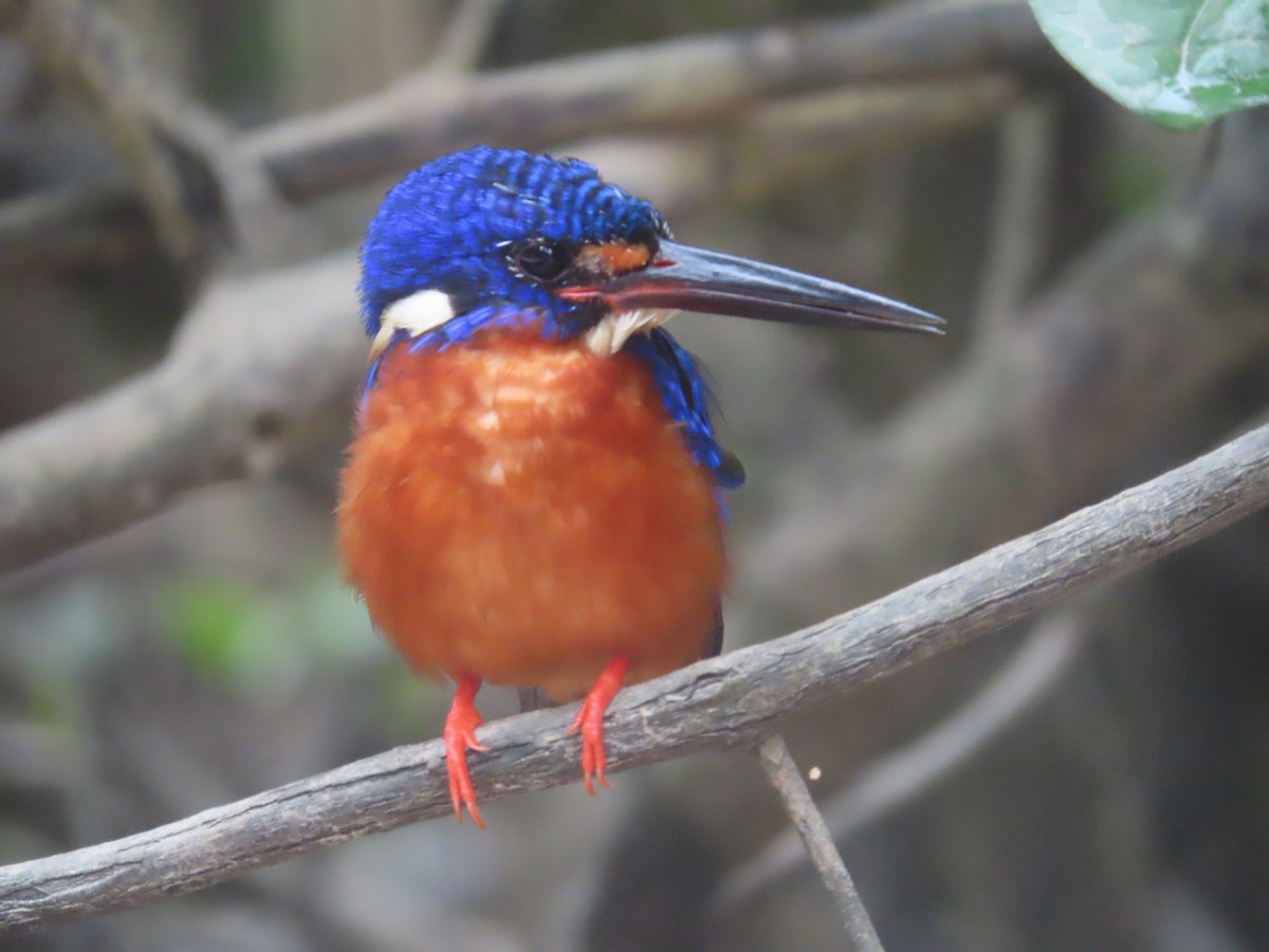 Blue-eared Kingfisher - ML643878839