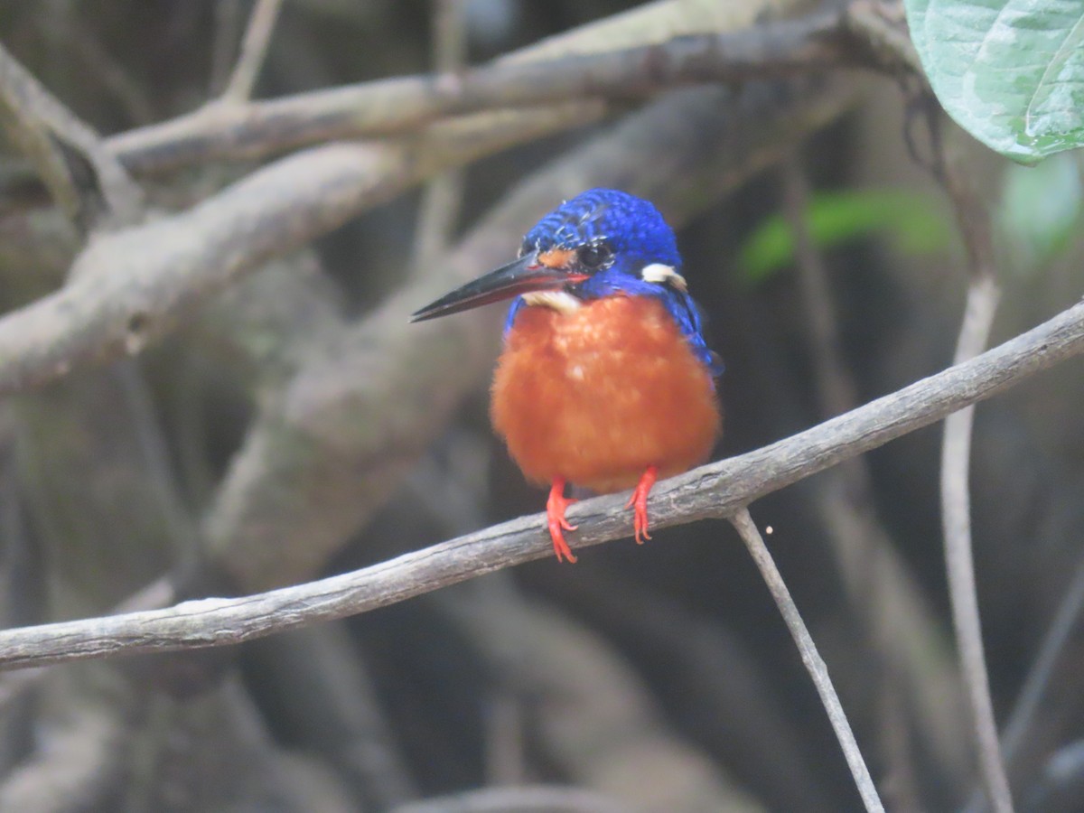 Blue-eared Kingfisher - ML643878840